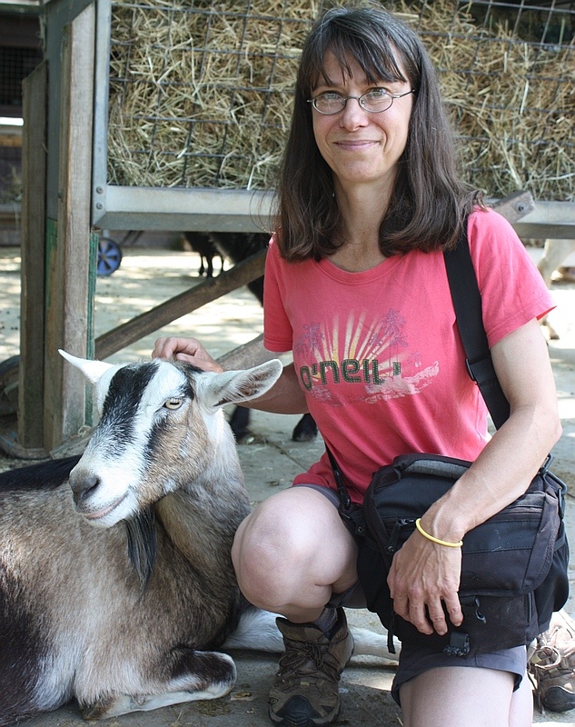 friendly-goat-easily-handled